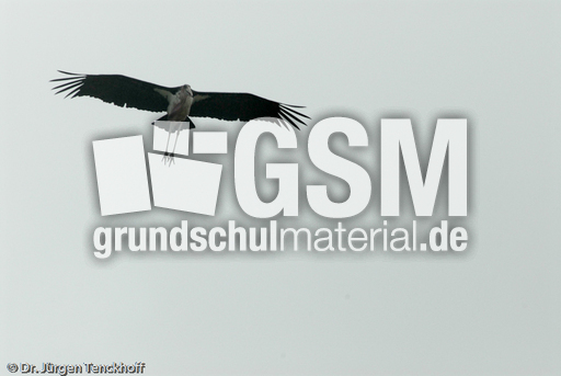 Marabu (12 von 33).jpg